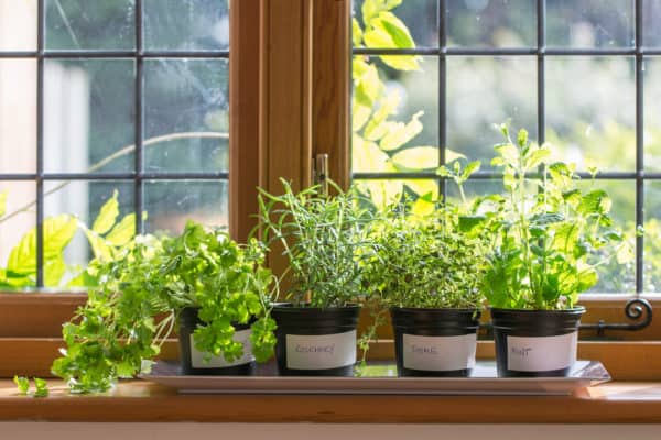 Herbs growing on a window